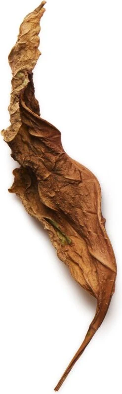 Giorgio Armani Acqua Di Gio Absolu 75ml - Eau De Parfum - Herenparfum -Cosmetica Aanbiedingen 372x1200